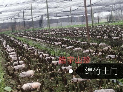 &#66;&#20307;&#32946;&#65288;&#66;&#83;&#112;&#111;&#114;&#116;&#115;&#65289;&#23448;&#26041;&#32593;&#31449;